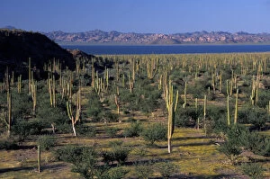 Images Dated 29th August 2003: North America, Mexico, Sea of Cortez, Baja Cardon cactuses (Pachycereus pringlei)