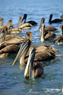 Images Dated 11th February 2007: North America, Mexico, State of Guerrero, Ixtapa & Zihuatanejo. Pelicans