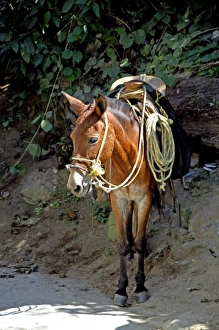 Images Dated 12th February 2007: North America, Mexico, State of Jalisco, Puerto Vallarta, Yelapa. Local donkey