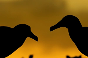 North America, Northwestern Hawaiian Islands, Midway Atoll. Laysan Albatross silhouettes