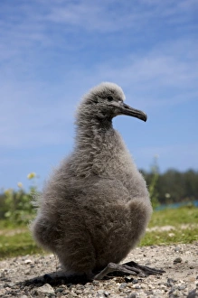 Images Dated 20th April 2009: North America, Northwestern Hawaiian Islands, Midway Atoll. Laysan Albatross chick