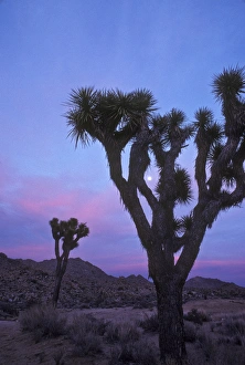 Images Dated 9th July 2010: North America, United States, California, Joshua Tree National Monument. Sunrise