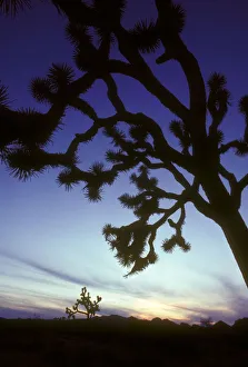 Images Dated 9th July 2010: North America, United States, California, Joshua Tree National Monument. Sunset sky