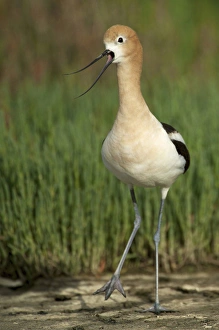 North America, United States, California, Palo Alto, Baylands. American Avocet