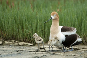 Images Dated 27th April 2010: North America, United States, California, Palo Alto, Baylands. American Avocet