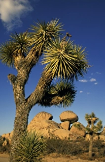 Joshua Tree Prints: North America, United States, California, Joshua Tree. Rock formations with tree