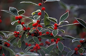 Images Dated 14th May 2008: North America, United States, New England. Holly berries with frost