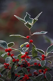 North America, United States, New England. Holly berries with frost