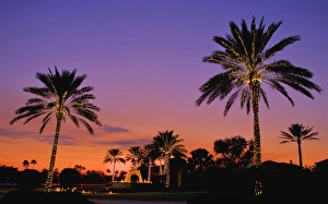 North America, United States, Southeast, East, Florida, Xmas, Christmas, lighting