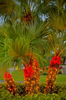 Images Dated 19th December 2010: North America, United States, Southeast, East, Florida, Xmas, Christmas, lighting