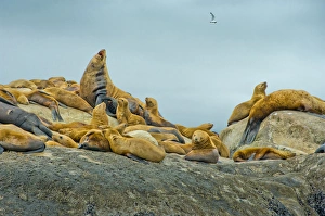 Images Dated 7th August 2010: North America, United States, US, Northwest, Pacific Northwest, West, Alaska, Glacier Bay