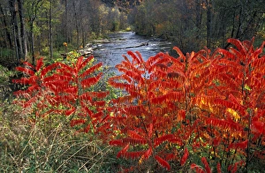 White River Prints: North America, United States, Vermont, Turnbridge. White River with colorful Sumacs