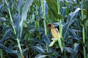 Images Dated 14th May 2008: North America, United States, Vermont, Woodstock. Corn cob stalk