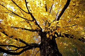 Images Dated 14th May 2008: North America, United States, Vermont. Fall maple trees