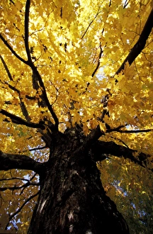 Images Dated 14th May 2008: North America, United States, Vermont. Fall maple trees