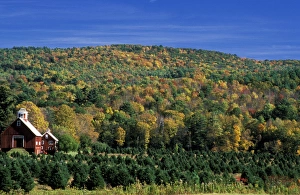 Images Dated 14th May 2008: North America, United States, Vermont. Christmas tree farm with a red barn