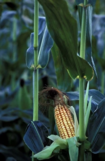 Edible Prints: North America, United States, Vermont, Woodstock. Corn cob stalk