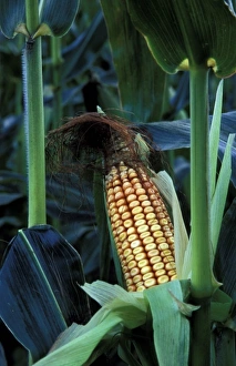 Images Dated 14th May 2008: North America, United States, Vermont, Woodstock. Corn cob stalk