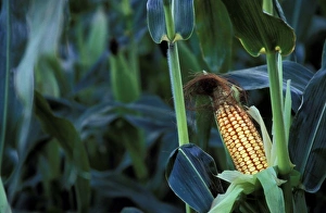Images Dated 14th May 2008: North America, United States, Vermont, Woodstock. Corn cob stalk