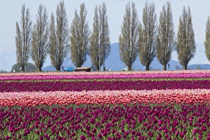 North America, United States, Washington, Mount Vernon, tulip fields bloom