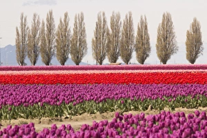 Images Dated 9th April 2014: North America, United States, Washington, Mount Vernon, tulip fields bloom