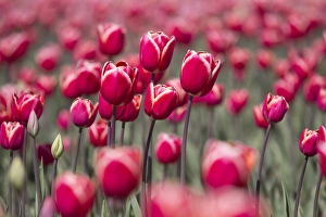 North America, United States, Washington, Mount Vernon, tulip fields bloom