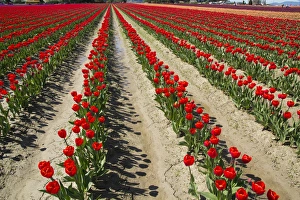 Images Dated 9th April 2014: North America, United States, Washington, Mount Vernon, tulip fields bloom
