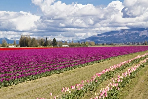 North America, United States, Washington, Mount Vernon, tulip fields bloom
