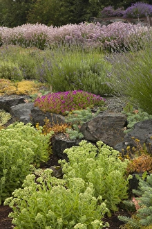 Images Dated 22nd July 2012: North America, United States, Washington, Sequim, display garden at Lavender Festival