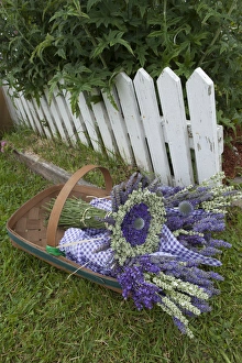 Images Dated 23rd July 2012: North America, United States, Washington, Sequim, garden and basket of bouquets of