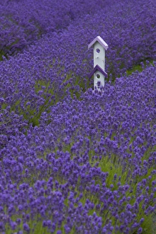 Images Dated 23rd July 2012: North America, United States, Washington, Sequim, whimsical birdhouse in field with