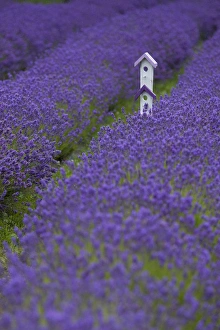 Images Dated 23rd July 2012: North America, United States, Washington, Sequim, whimsical birdhouse in field with