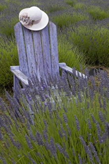 North America, United States, Washington, Sequim, old purple adirondack chair