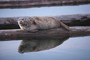 Images Dated 21st April 2012: North America, United States, Washington, Everett, Harbor Seal (Phoca vitulina)