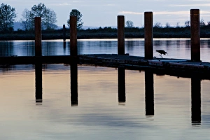 Images Dated 21st April 2012: North America, United States, Washington, Everett, great blue heron (Ardea herodias)