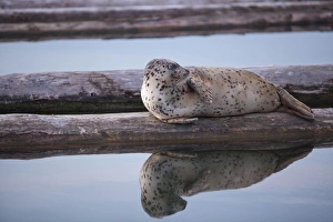 Images Dated 21st April 2012: North America, United States, Washington, Everett, Harbor Seal (Phoca vitulina)