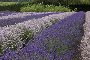 Images Dated 23rd July 2012: North America, United States, Washington, Sequim, rows of different shades of lavender