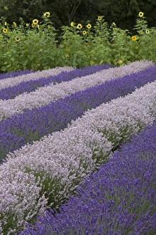 Images Dated 23rd July 2012: North America, United States, Washington, Sequim, rows of different shades of lavender