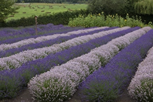 Images Dated 23rd July 2012: North America, United States, Washington, Sequim, rows of different shades of lavender