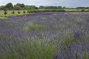 Images Dated 23rd July 2012: North America, United States, Washington, Sequim, fields in bloom at Lavender Festival