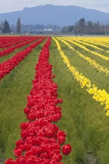 Images Dated 20th April 2011: North America, United States, Washington, Mount Vernon, tulips in bloom at annual