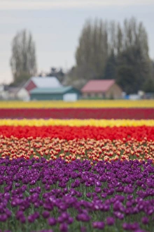 Images Dated 23rd April 2012: North America, United States, Washington, Mount Vernon, tulips in bloom at annual