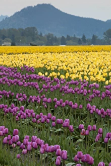 Images Dated 23rd April 2012: North America, United States, Washington, Mount Vernon, tulips in bloom at annual