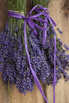 North America, United States, Washington, Sequim, bunches of lavender drying shed