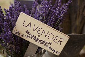 Images Dated 22nd July 2012: North America, United States, Washington, Sequim, sign with dried lavender for sale