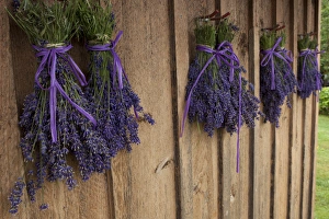 Images Dated 23rd July 2012: North America, United States, Washington, Sequim, bunches of lavender drying shed