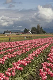 North America, United States, Washington, Mount Vernon, tulip fields in bloom at