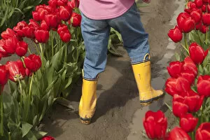 Images Dated 10th April 2006: North America, United States, Washington, Mount Vernon, child in tulip fields at