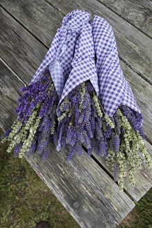 Images Dated 23rd July 2012: North America, United States, Washington, Sequim, wrapped bouquets of dried lavender