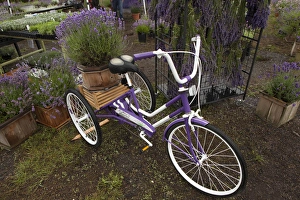 Images Dated 22nd July 2012: North America, United States, Washington, Sequim, purple bicycle and plants for sale